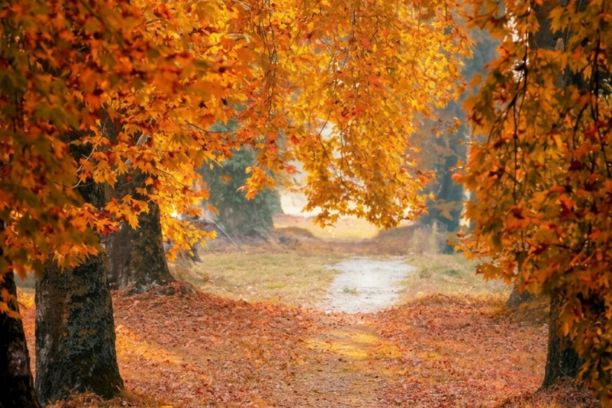 Golden Autumn in Kashmir